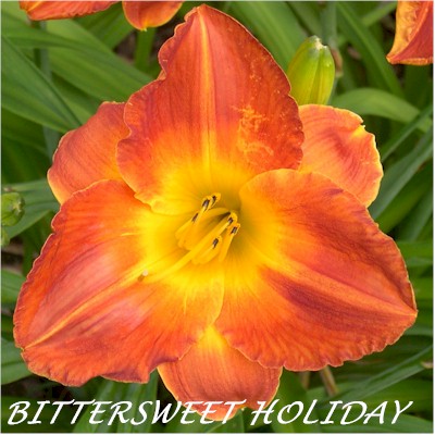 Bittersweet Holiday