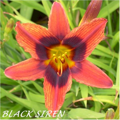Black Siren
