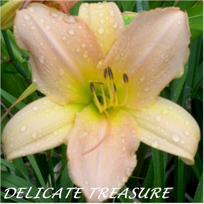 Delicate Treasure