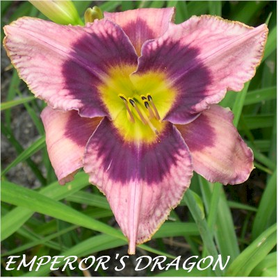 Emperors Dragon