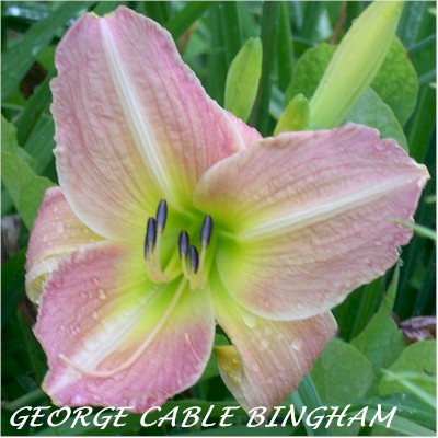 George Cable Bingham