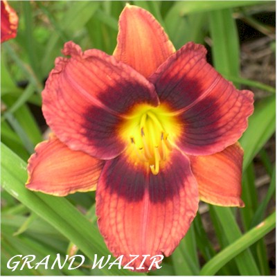 Grand Wazir