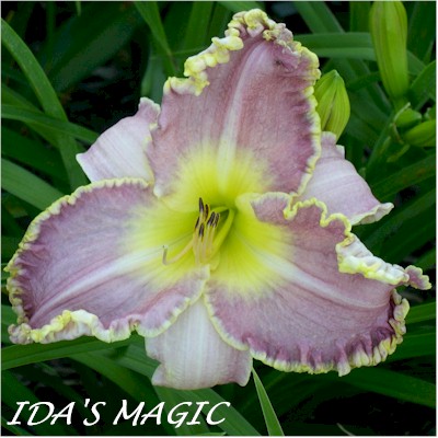 Idas Magic
