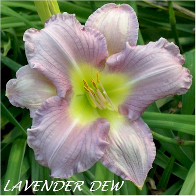 Lavender Dew