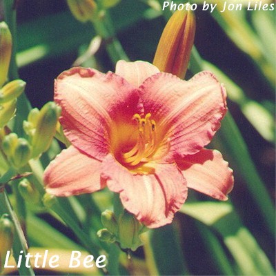 Little Bee
