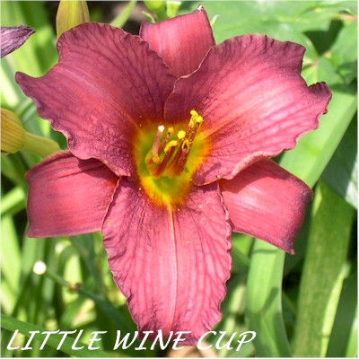 Little Wine Cup