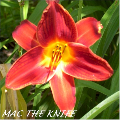 Mac the Knife