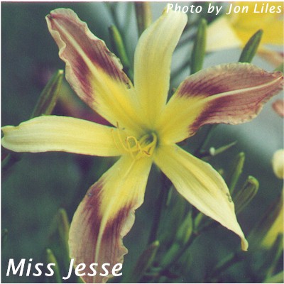 Miss Jessie