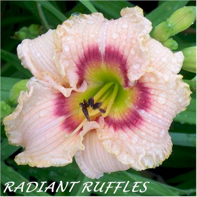 Radiant Ruffles