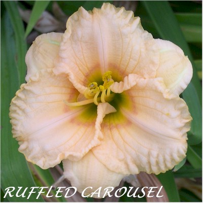 Ruffled Carousel